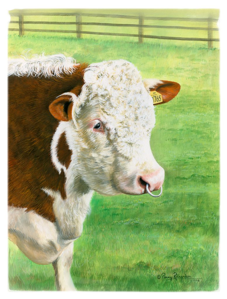 Bull Portrait - Blaston Leicestershire