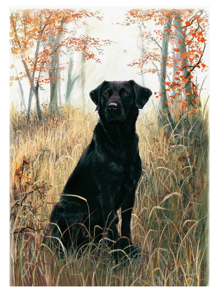 Black Labrador Gun Dog