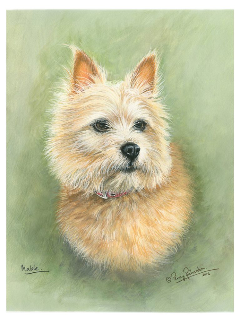 Norwich Terrier Portrait Painting