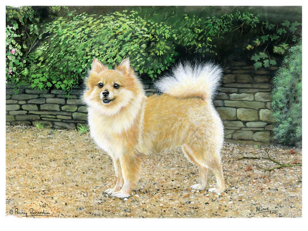 Pomeranian Dog Portrait Paintings