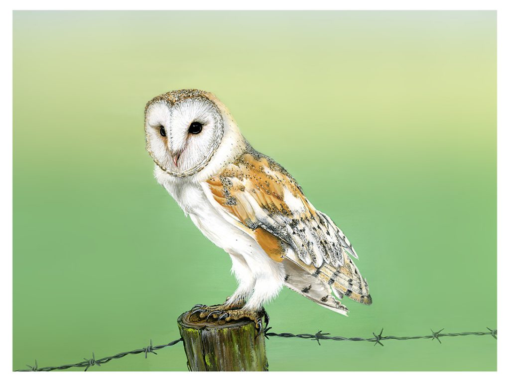 Barn Owl in Rutland