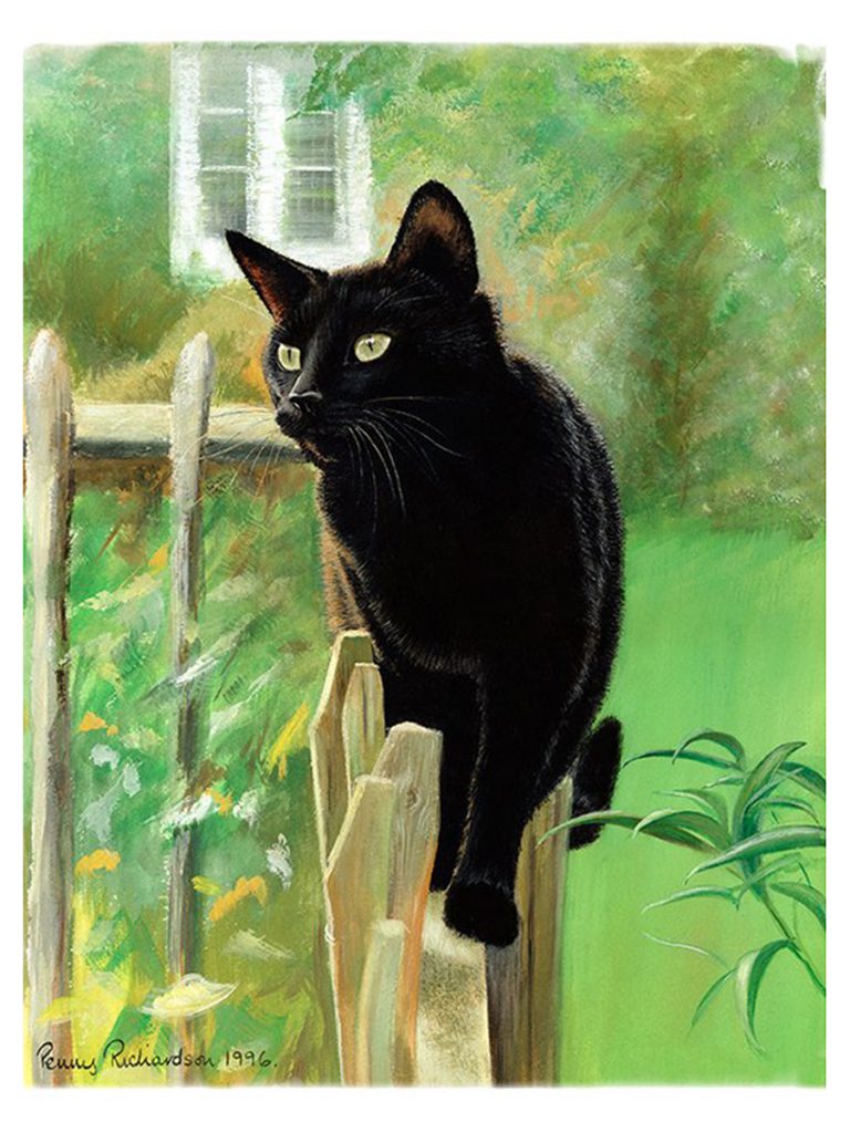Black Cat Sooty in Garden
